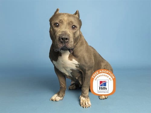 Photo of Mona, adoptable American Pit Bull Terrier in Phoenix, Arizona