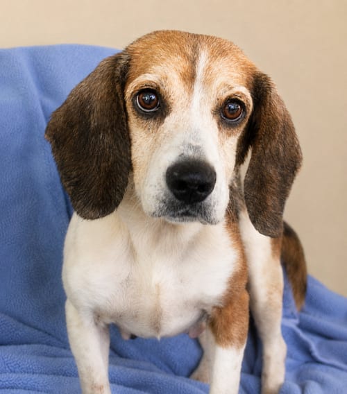 Photo of Dani, adoptable Beagle in Dunnellon, Florida