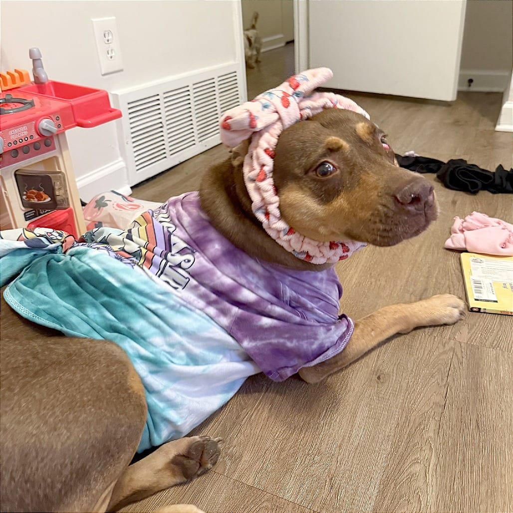 Photo of darling, adoptable Mixed Breed (Medium)