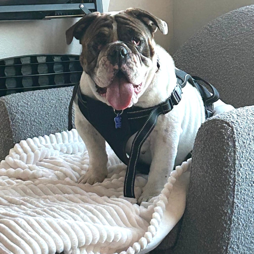 Photo of Bernie, adoptable Bulldog, English in San Francisco, California