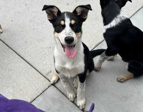 Photo of Darwin, adoptable Australian Cattle Dog/Blue Heeler in Santa Cruz, California