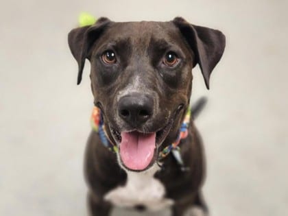Photo of Bentley, adoptable dog in Georgetown, Texas