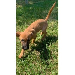 Photo of Kyle, adoptable Hound (Unknown Type) in Medfield, Massachusetts