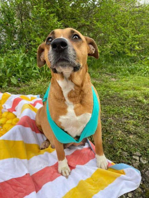 Photo of Penelope (Penny), adoptable Unknown breed in Poplar Bluff, Missouri