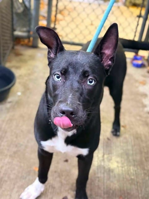 Photo of Sasza, adoptable Alaskan Husky mix in Chicago, Illinois