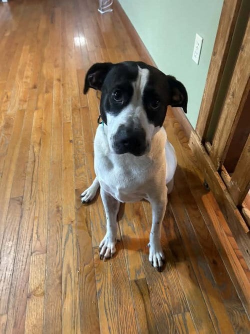 Photo of Scout, adoptable Terrier in Holbrook, New York