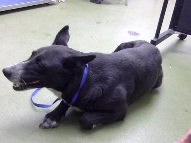 Photo of Senior Shepherd mix, adoptable Shepherd mix in Devore, California