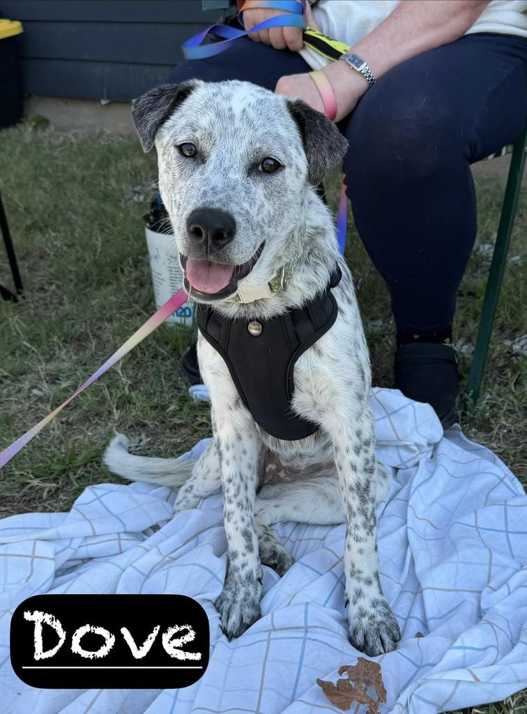 Photo of Dove, adoptable Cattle Dog in Maumelle, Arkansas