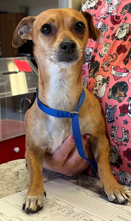 Photo of Charlie, adoptable Chihuahua, Short Coat/Mix in Bakersfield, California