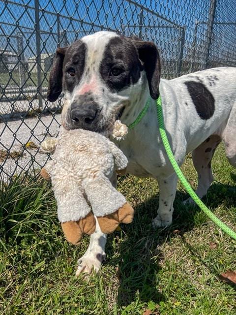 Photo of Rupert, adoptable Hound in Rogers, Arkansas