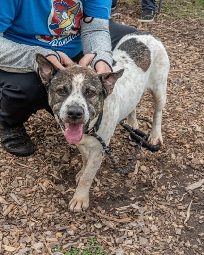 Photo of Remiel, adoptable dog in Chamblee, Georgia