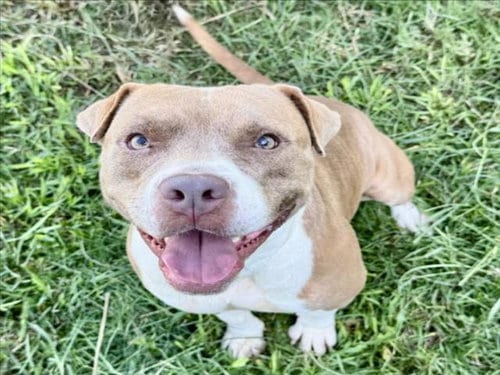 Photo of Delilah, adoptable Staffordshire Bull Terrier in Houston, Texas