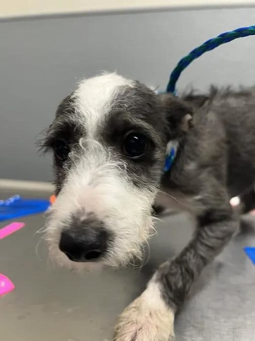 Photo of Uncle Fester, adoptable Terrier in Las Vegas, Nevada