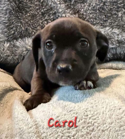 Photo of Carol, adoptable Beagle in Anchorage, Alaska