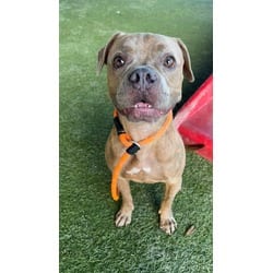 Photo of Scooby, adoptable Terrier (Unknown Type, Medium) in Doral, Florida