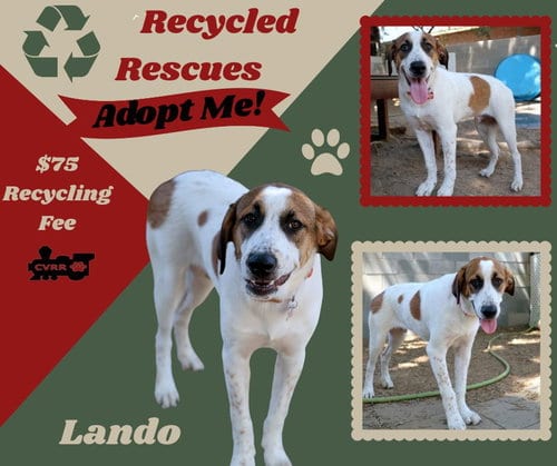 Photo of Lando (Recycle), adoptable Anatolian Shepherd in Lindsay, California
