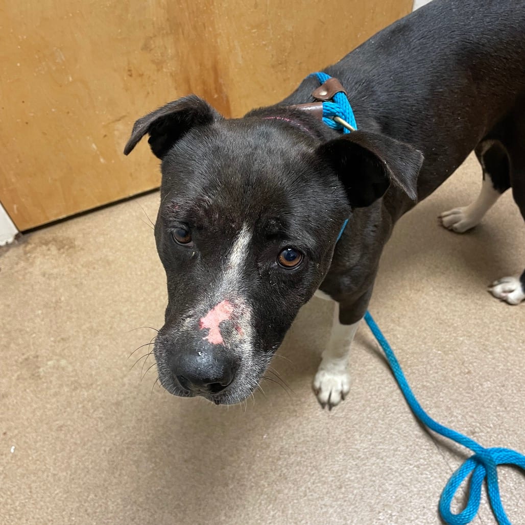 Photo of Thelma, adoptable Mixed Breed (Medium) in Chattanooga, Tennessee
