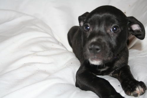 Photo of Summer - Brynns litter, adoptable American Staffordshire Terrier in Holly Springs, North Carolina