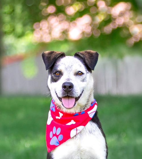 Photo of Andy, adoptable Terrier in Unionville, Pennsylvania