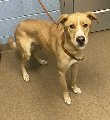 Photo of Frazier, adoptable dog in Chamblee, Georgia