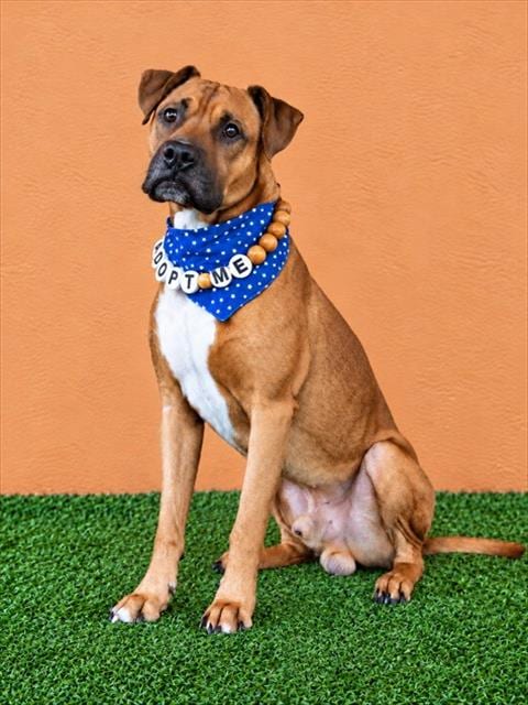 Photo of Luca, adoptable Boxer in Miami, Florida