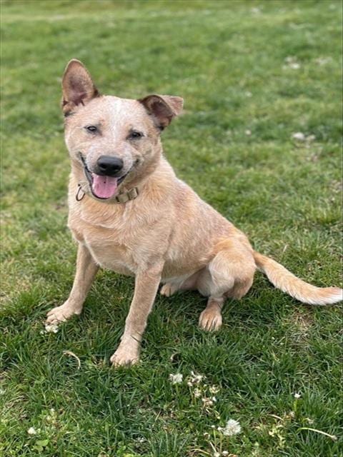Photo of Freckles, adoptable Queensland Heeler in Ogden, Utah