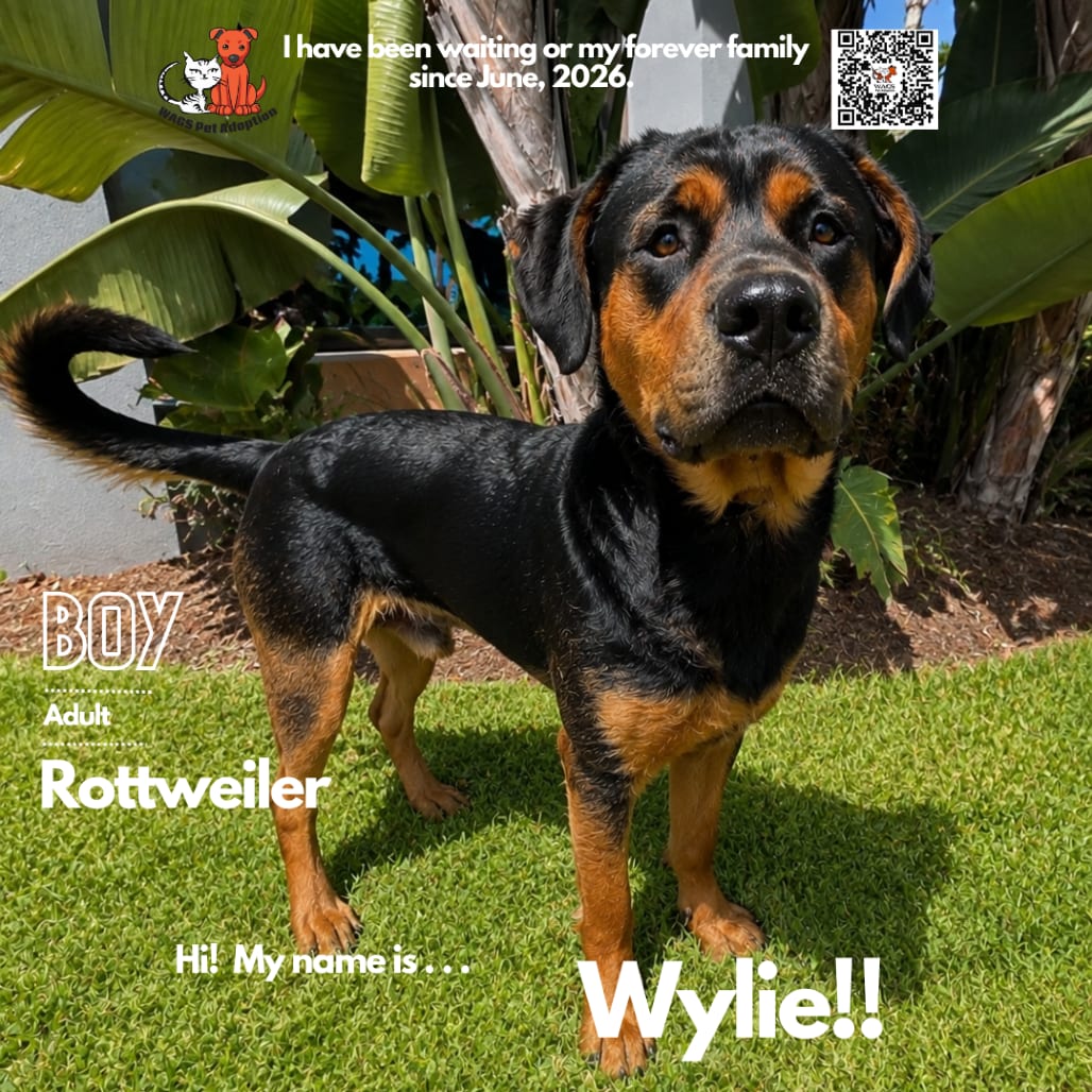 Photo of Wylie, adoptable Rottweiler in Westminster, California