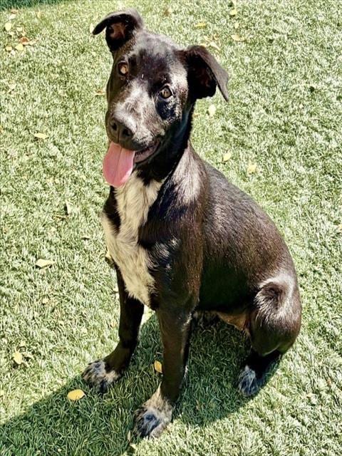 Photo of Juliet, adoptable Labrador Retriever in Salinas, California