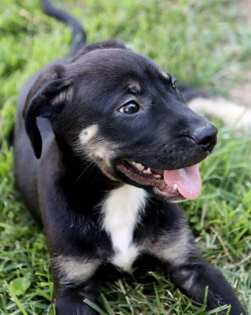 Photo of Sheldon Cooper, adoptable Unknown breed (short coat) in Raytown, Missouri
