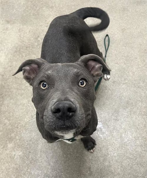 Photo of Biggie, adoptable Pit Bull Terrier in HESPERIA, California