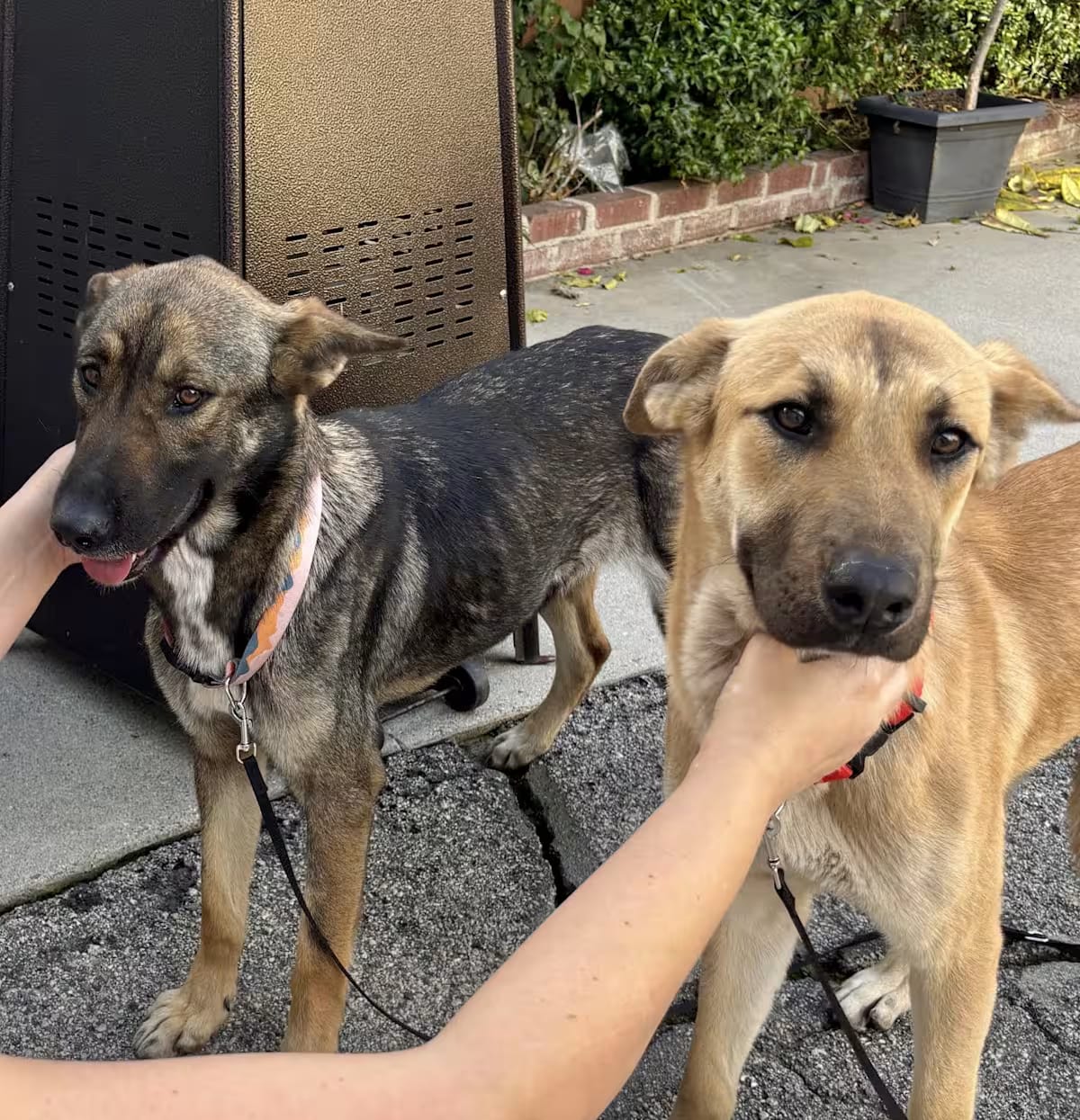 Photo of BONNIE & CLYDE, adoptable Shepherd (Unknown Type)/Retriever (Unknown Type) in Studio City, California