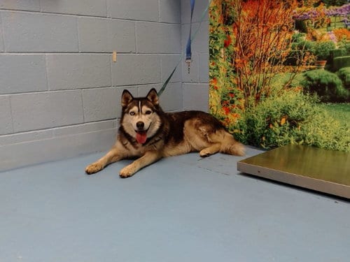 Photo of Luna, adoptable Siberian Husky in Moreno Valley, California