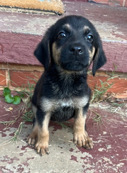 Photo of Pop Rox, adoptable dog in Chamblee, Georgia