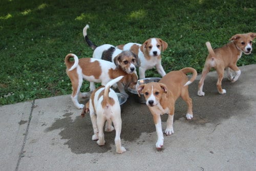 Photo of Horsing Around : Fonso, adoptable Terrier in Aurora, Indiana