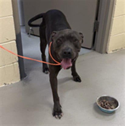 Photo of Sterling, adoptable Terrier in Sanford, Florida