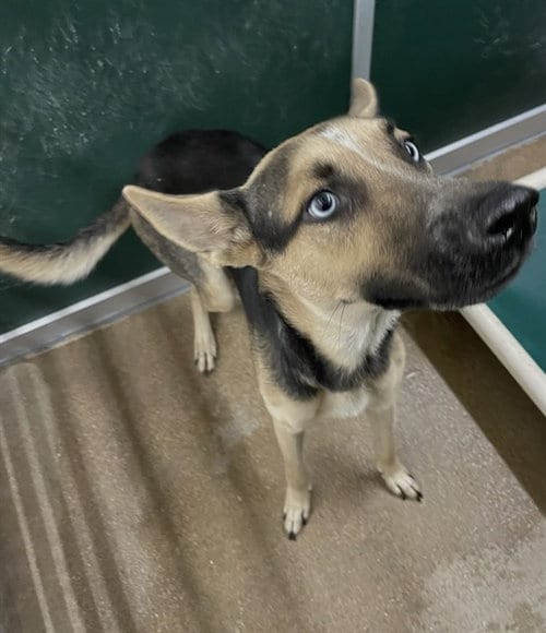 Photo of Boogie, adoptable Belgian Shepherd Malinois in Killeen, Texas