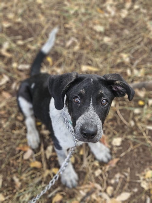 Photo of Ravioli, adoptable German Shepherd Dog in Monte Vista, Colorado