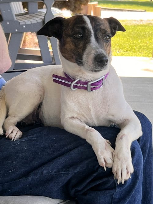 Photo of Sadie Mae, adoptable Jack Russell Terrier in Ashville, Ohio