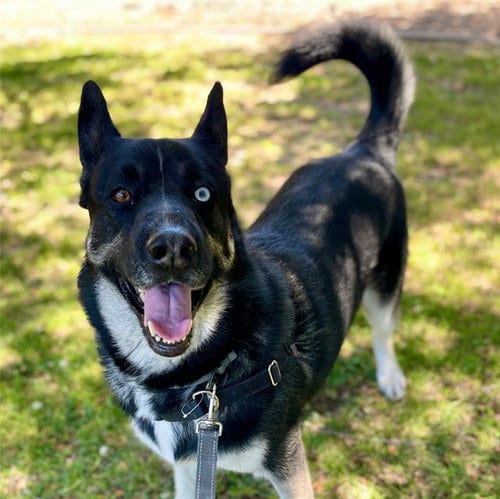 Photo of Sinatra, adoptable Siberian Husky in Alameda, California