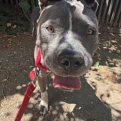 Photo of Blue, adoptable Mastiff Mixed Breed (Large) in Beverly Hills, California