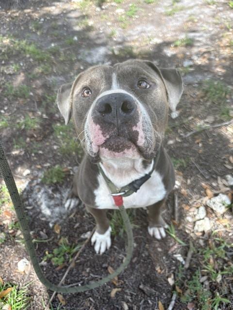 Photo of Rubble, adoptable American Bulldog in Miami, Florida