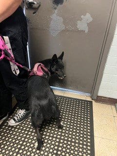 Photo of A377037, adoptable Border Collie in Stockton, California