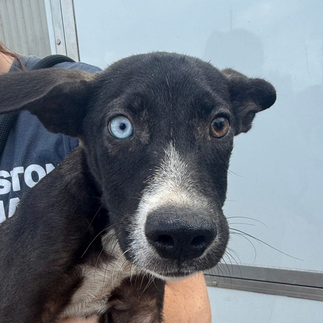 Photo of Sulley, adoptable Mixed Breed (Medium) in Houston, Texas
