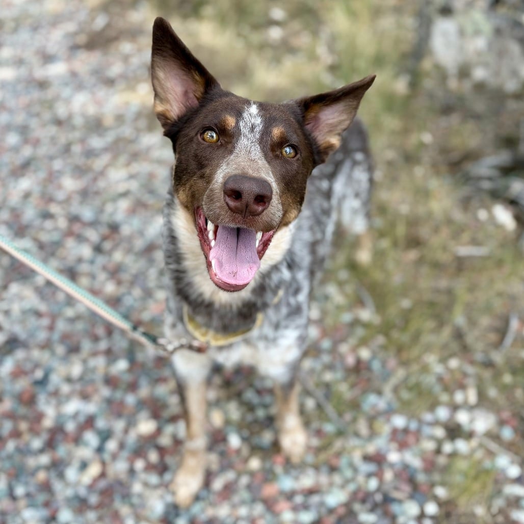 Photo of Bronco, adoptable Queensland Heeler in Glenwood Springs, Colorado
