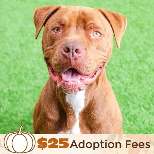 Photo of Bobby, adoptable Pit Bull Terrier in Burlingame, California