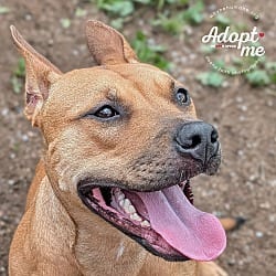 Photo of Gemma, adoptable Mixed Breed (Medium) in Lyons, New York