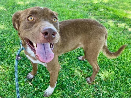 Photo of Spud, adoptable Labrador Retriever in Albuquerque, New Mexico