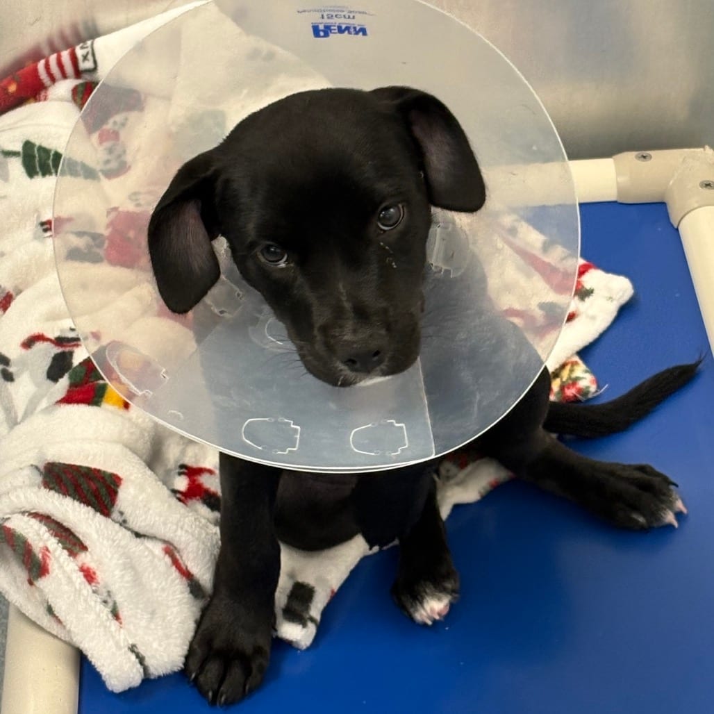 Photo of Tipsy, adoptable Retriever, Black Labrador / Mix in Chesapeake, Virginia