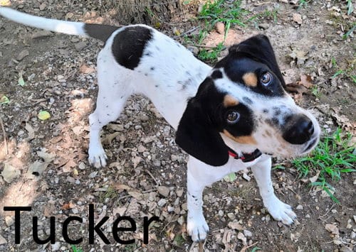 Photo of Tucker, adoptable Treeing Walker Coonhound in Mountain View, Arkansas