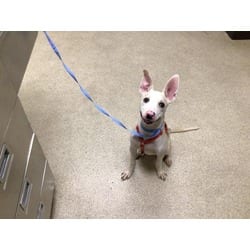 Photo of Dawson, adoptable American Pit Bull Terrier in Jurupa Valley, California